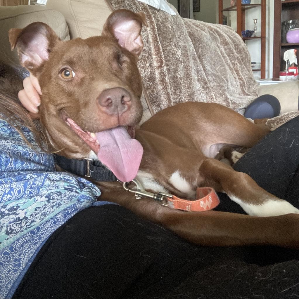 Sicily, adoptable senior Retriever, Chocolate Labrador / Mix in Austin, TX