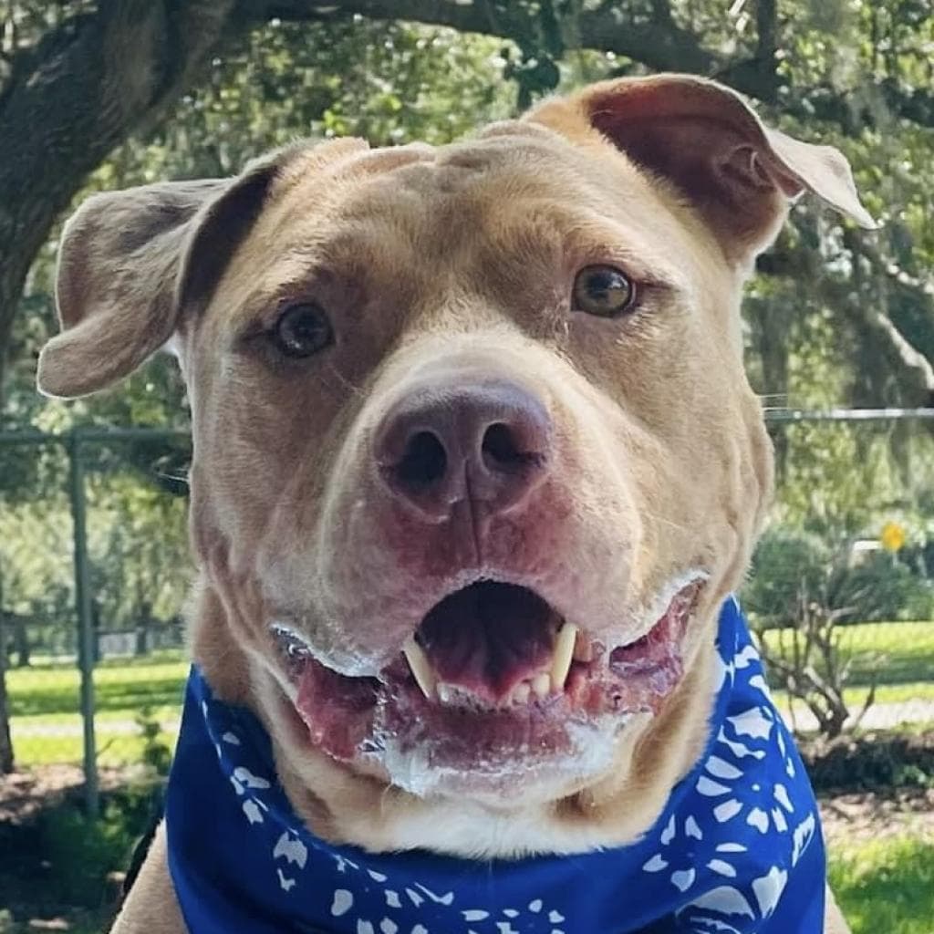 Watson, adoptable senior Terrier, American Staffordshire