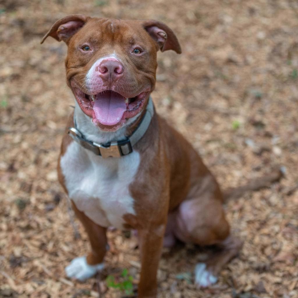 Schnitzel, adoptable senior Terrier, Pit Bull