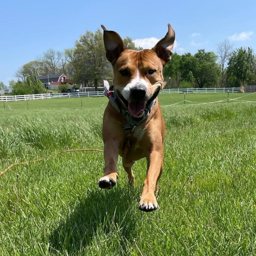 Hercules, adoptable senior dog