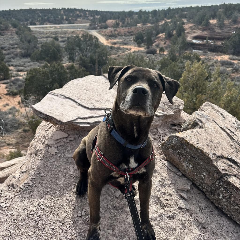 T-Rex, photo 8
