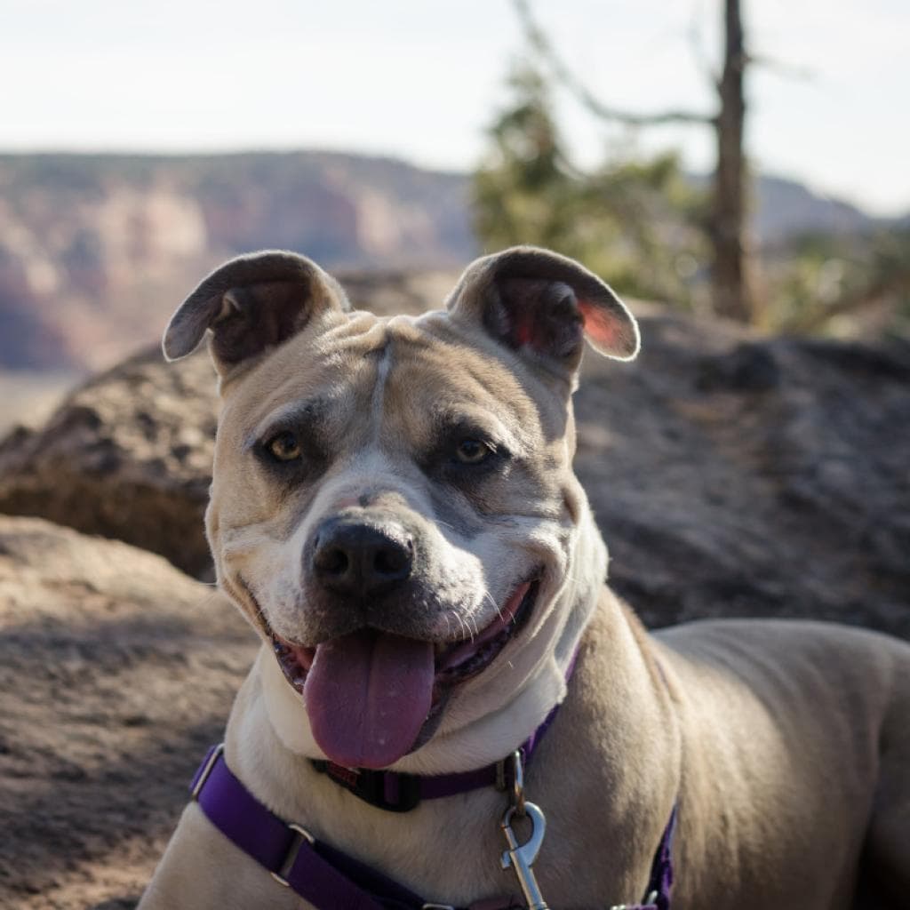 Barat, adoptable senior dog