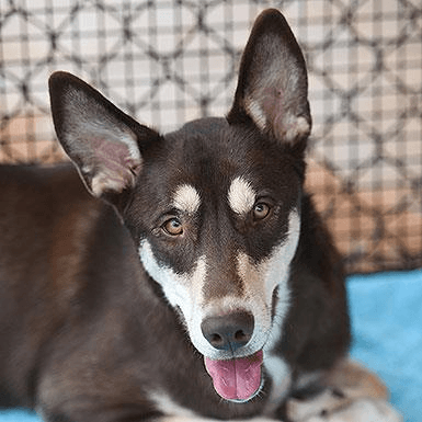 Caboodle, adoptable senior dog