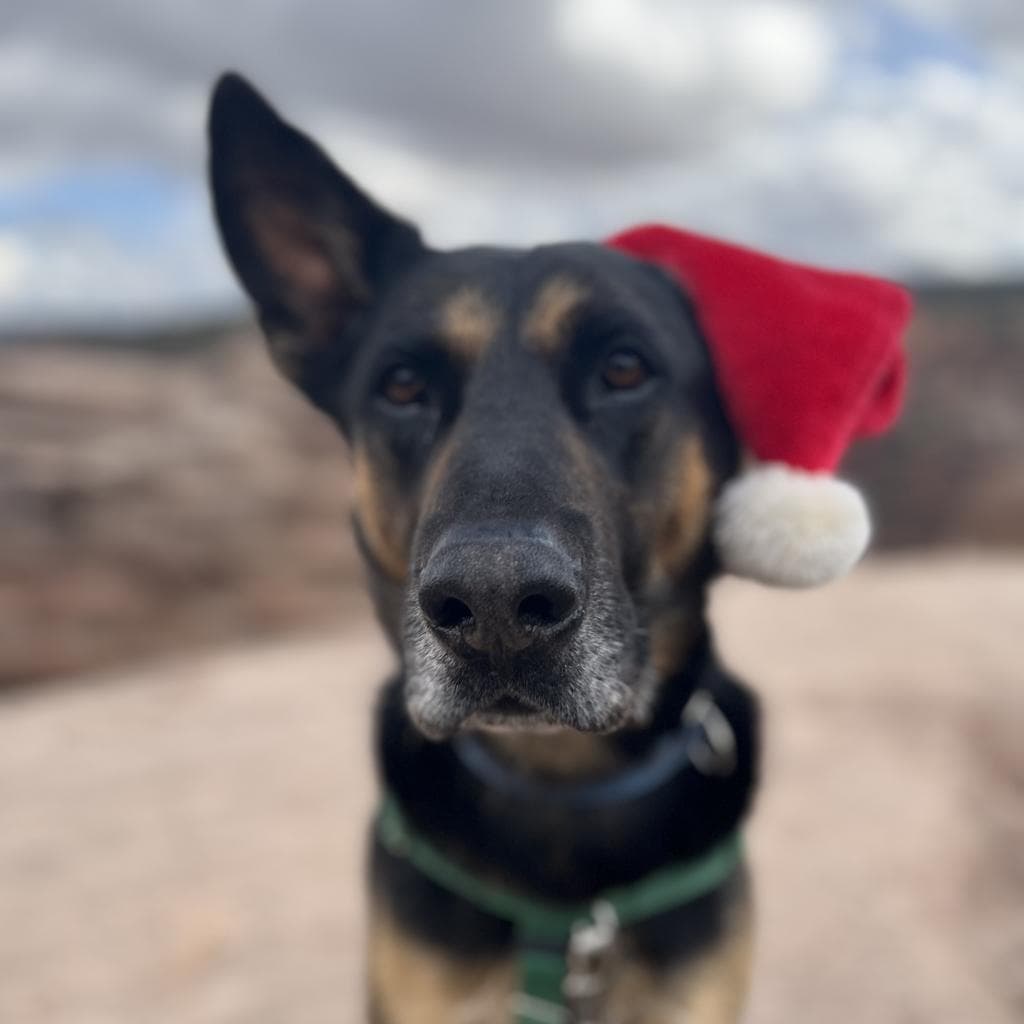 Pharaoh, photo 2