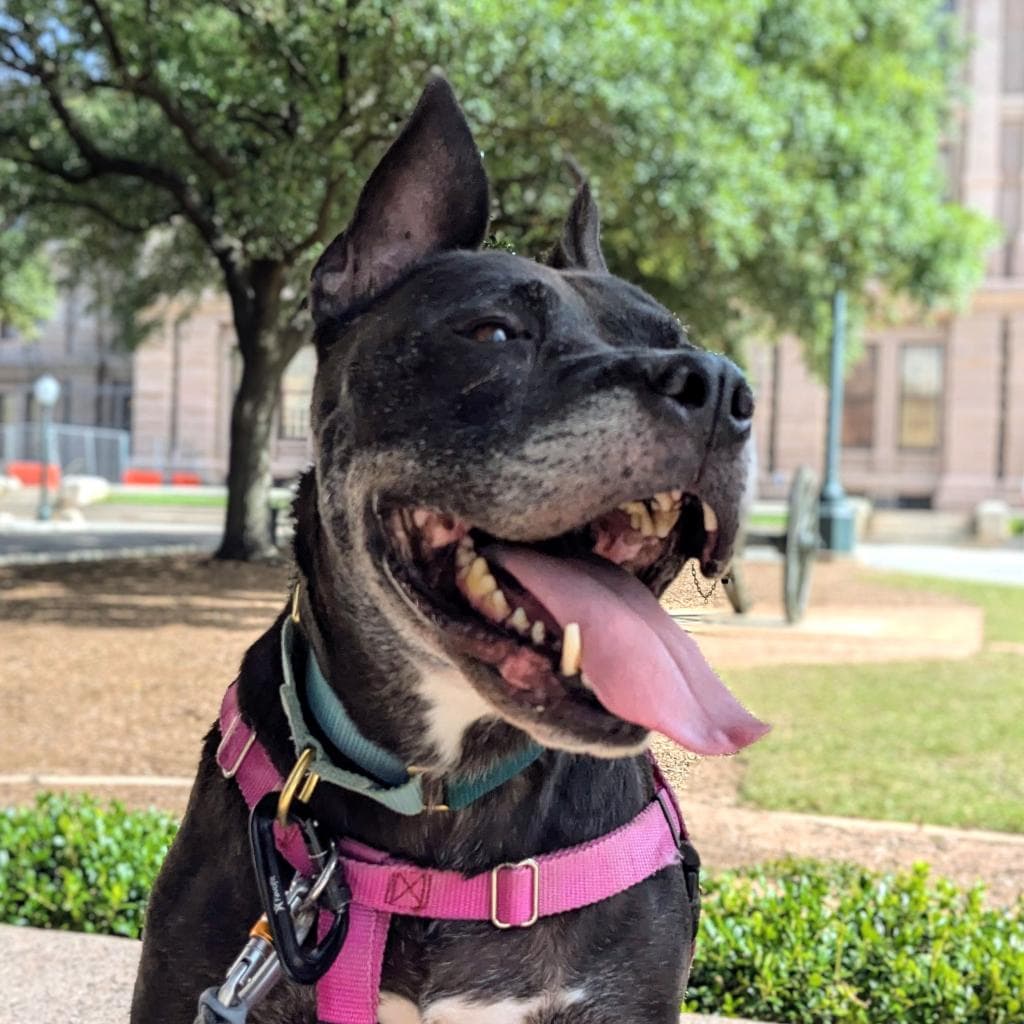 Zeus, adoptable senior Terrier, Pit Bull / Mix