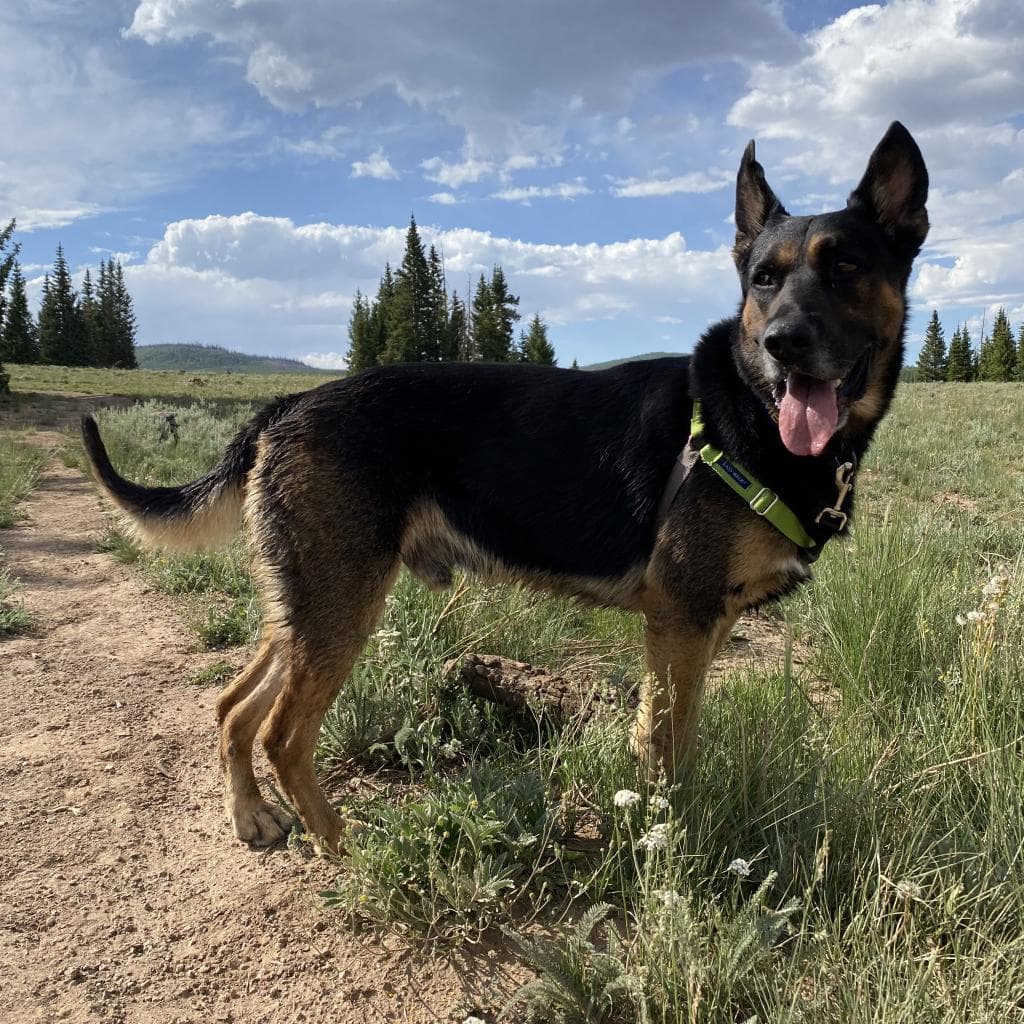 Pharaoh, photo 15