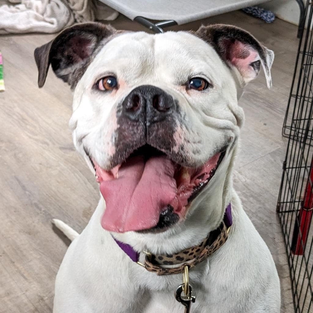 Puffy, adoptable senior Bulldog, American / Mix