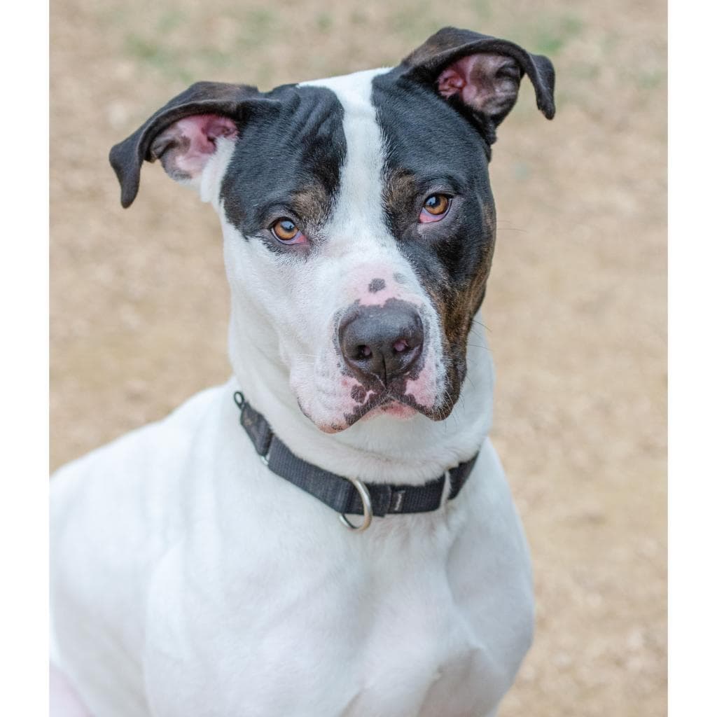 Fuzz, adoptable senior Terrier, Pit Bull / Mix