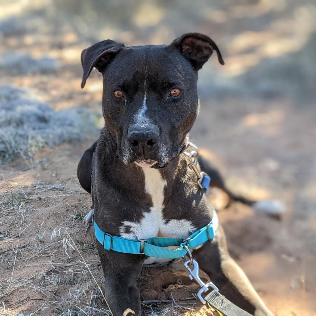 Apollo, photo 5