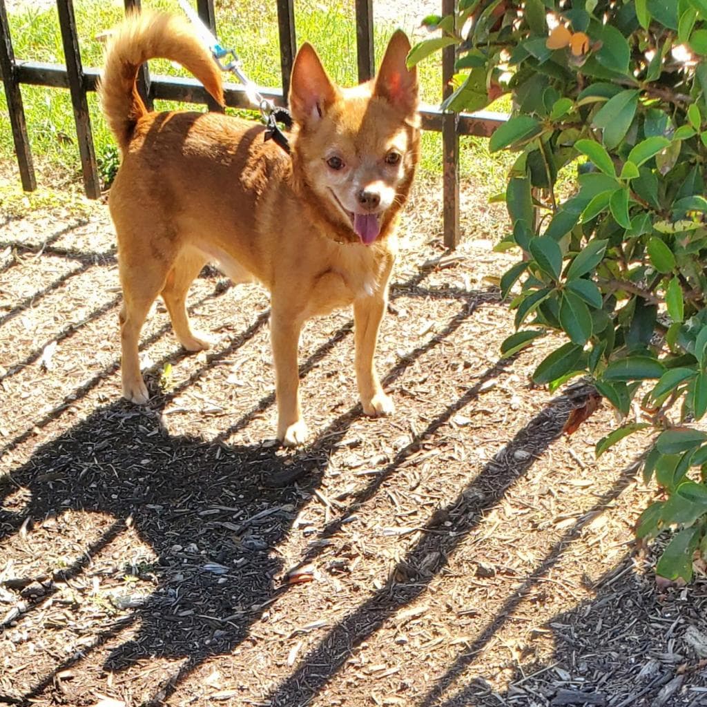 Raul Hayes, adoptable senior Chihuahua