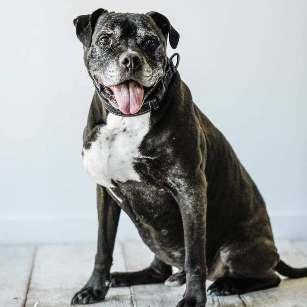 Espresso, adoptable senior dog