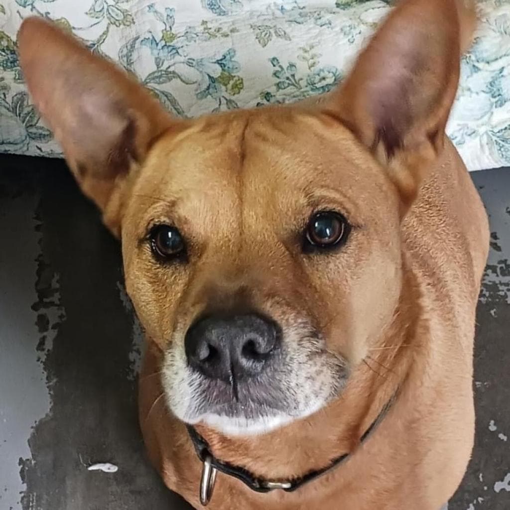 Jaxy, adoptable senior Corgi, Cardigan Welsh / Mixed Breed (Medium)