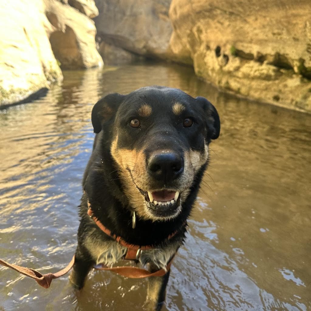 Roxy, photo 3
