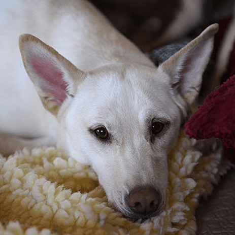Kit, adoptable senior dog