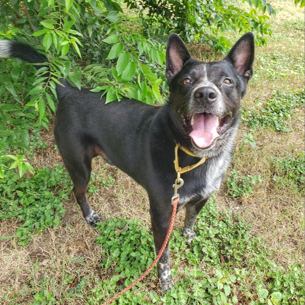 Ulysses, adoptable senior Cattle Dog, Australian (Blue Heeler) / Mix