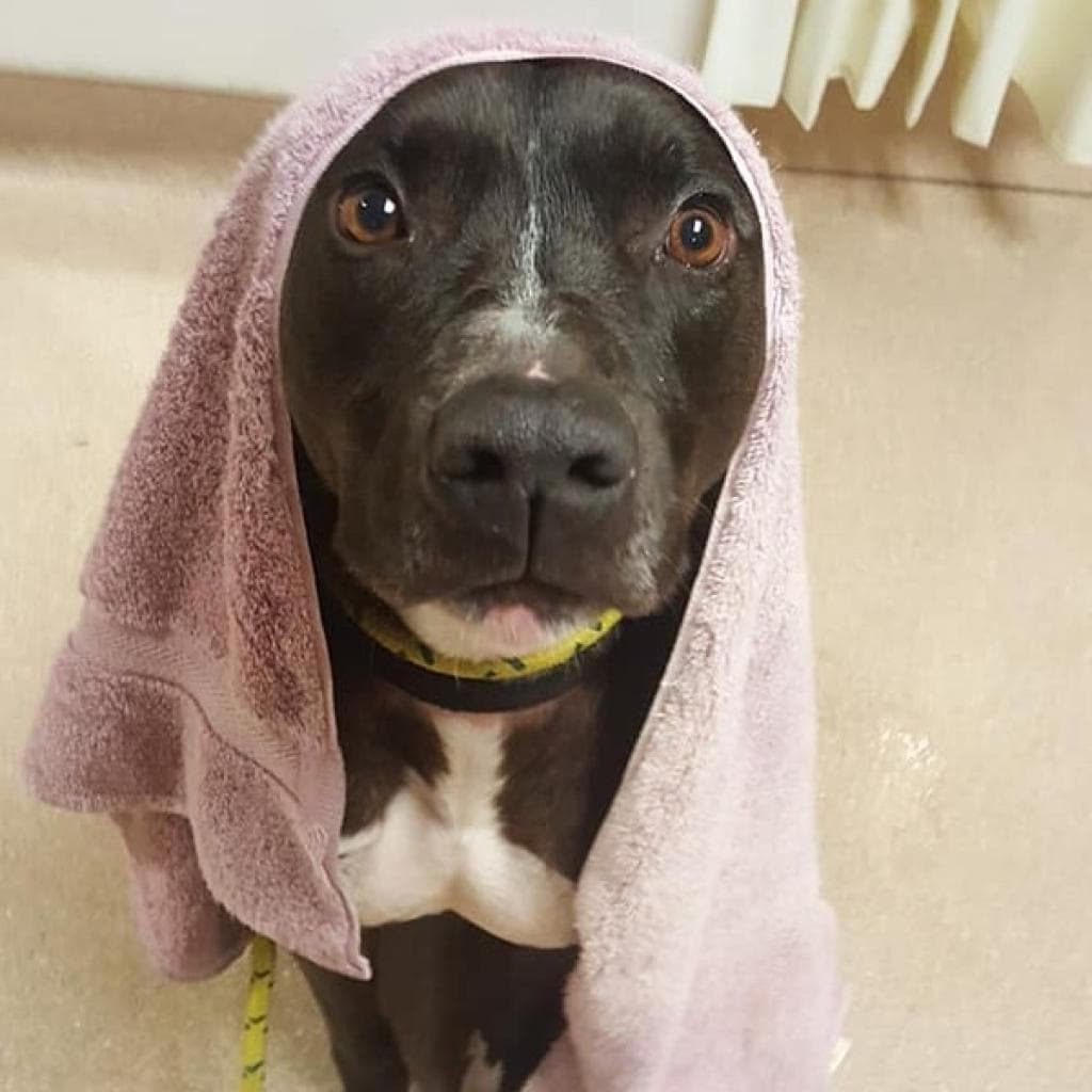 Apollo, photo 10