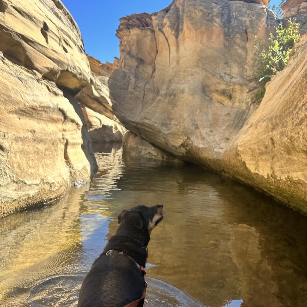 Roxy, photo 4