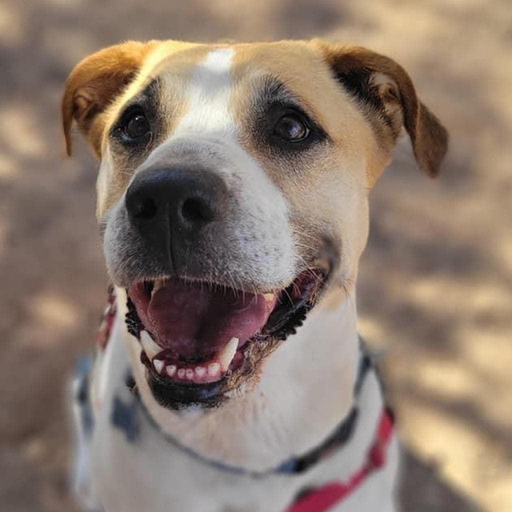 Junie, adoptable senior dog