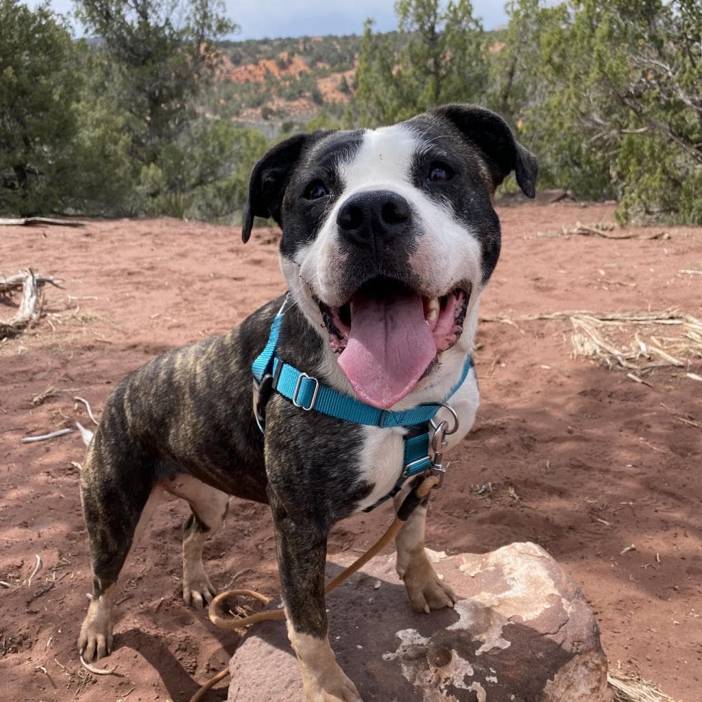 Hattie, adoptable senior dog