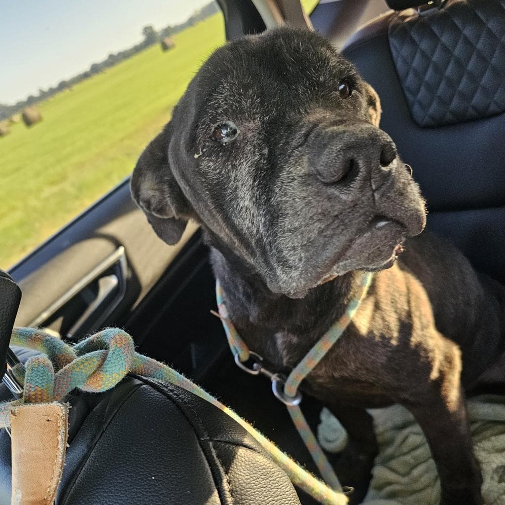 Doobert, photo 2