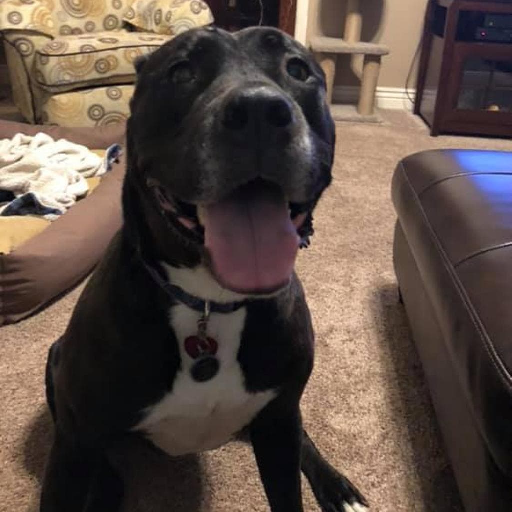 Zeus, photo 6