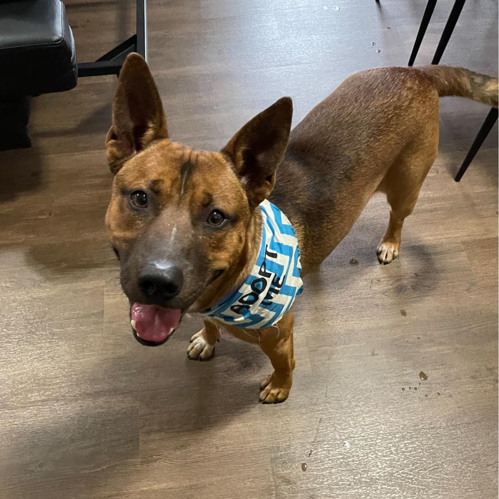 Muddy, adoptable senior Cattle Dog