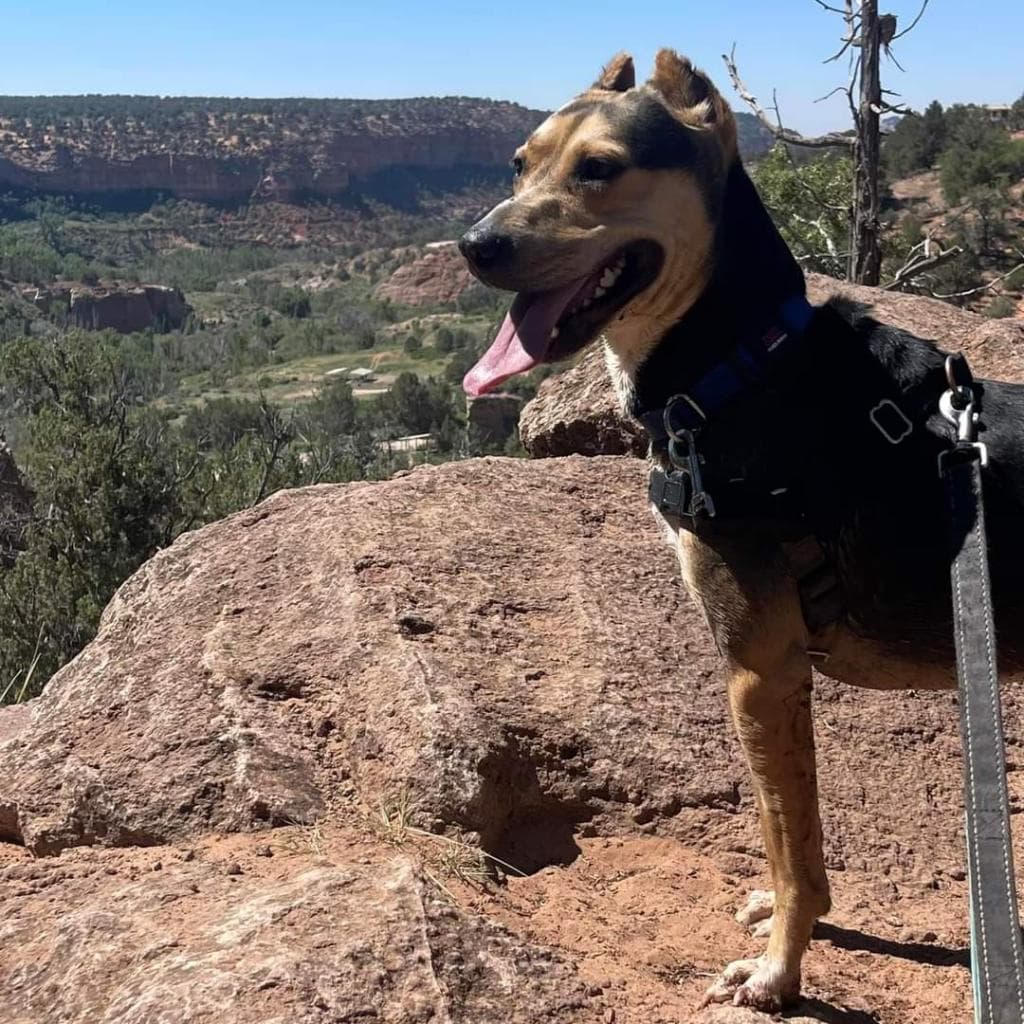 Dana, photo 14