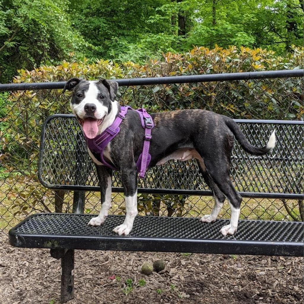 Hattie, photo 19