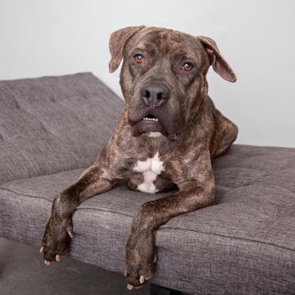 Buzz Lightyear, adoptable senior dog