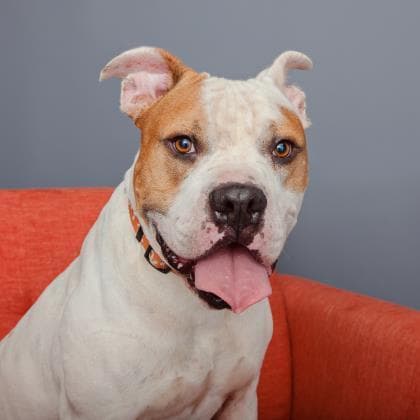 Fitz, adoptable senior dog