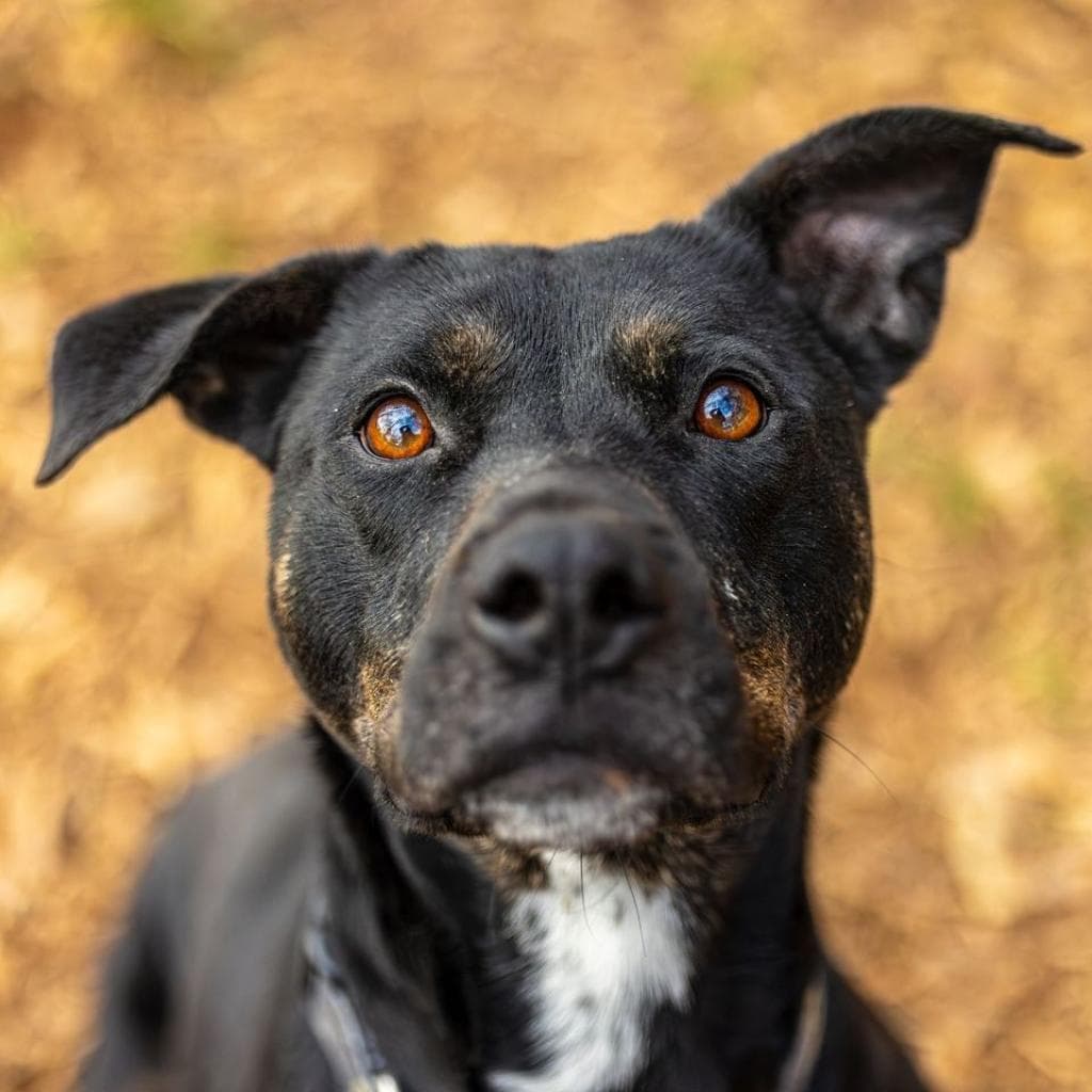 Charlotte (I Have a Secret Crush!), adoptable senior Mixed Breed (Large) / Mix