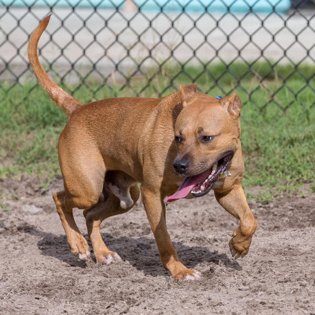 Copper, adoptable senior Mixed Breed (Medium)