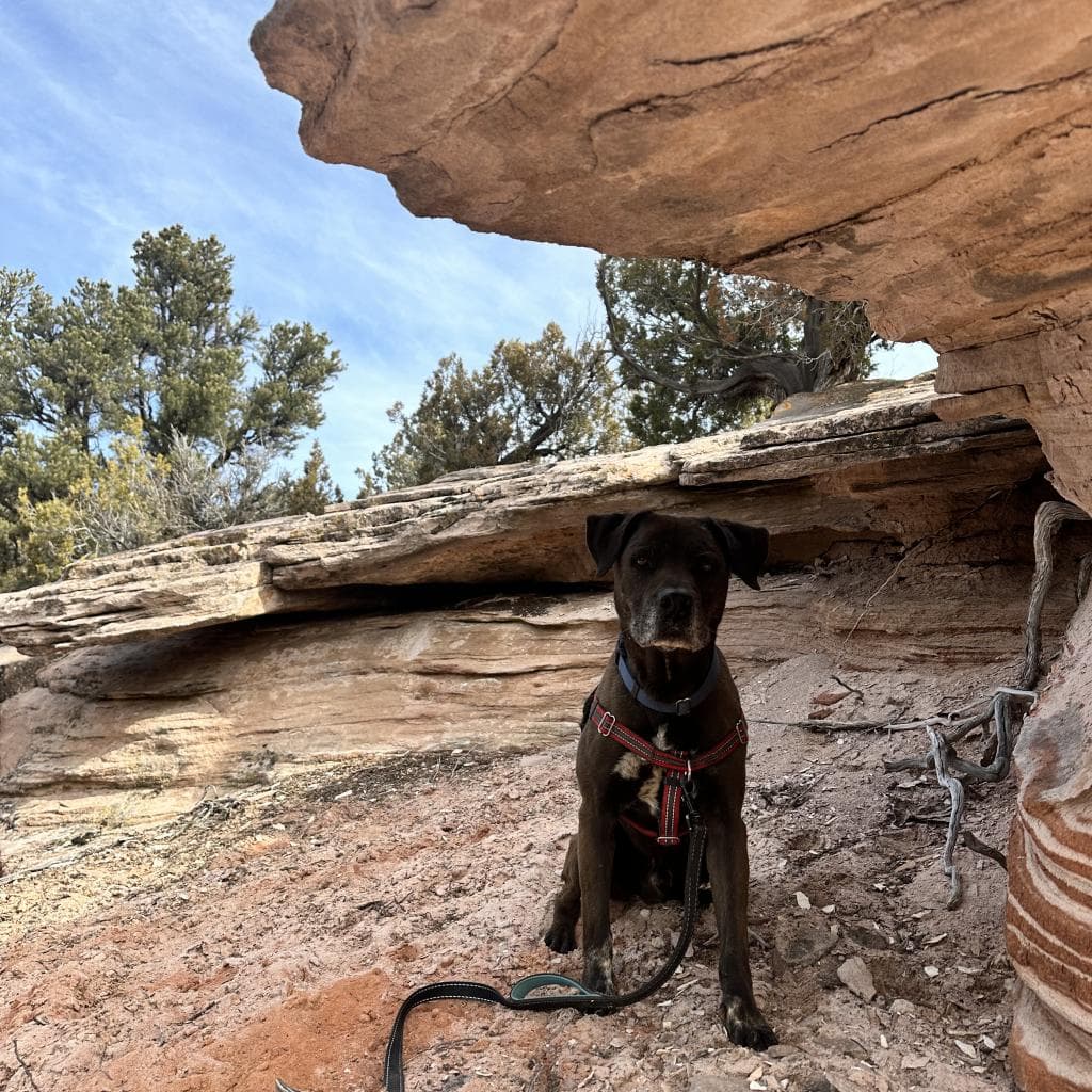 T-Rex, photo 9