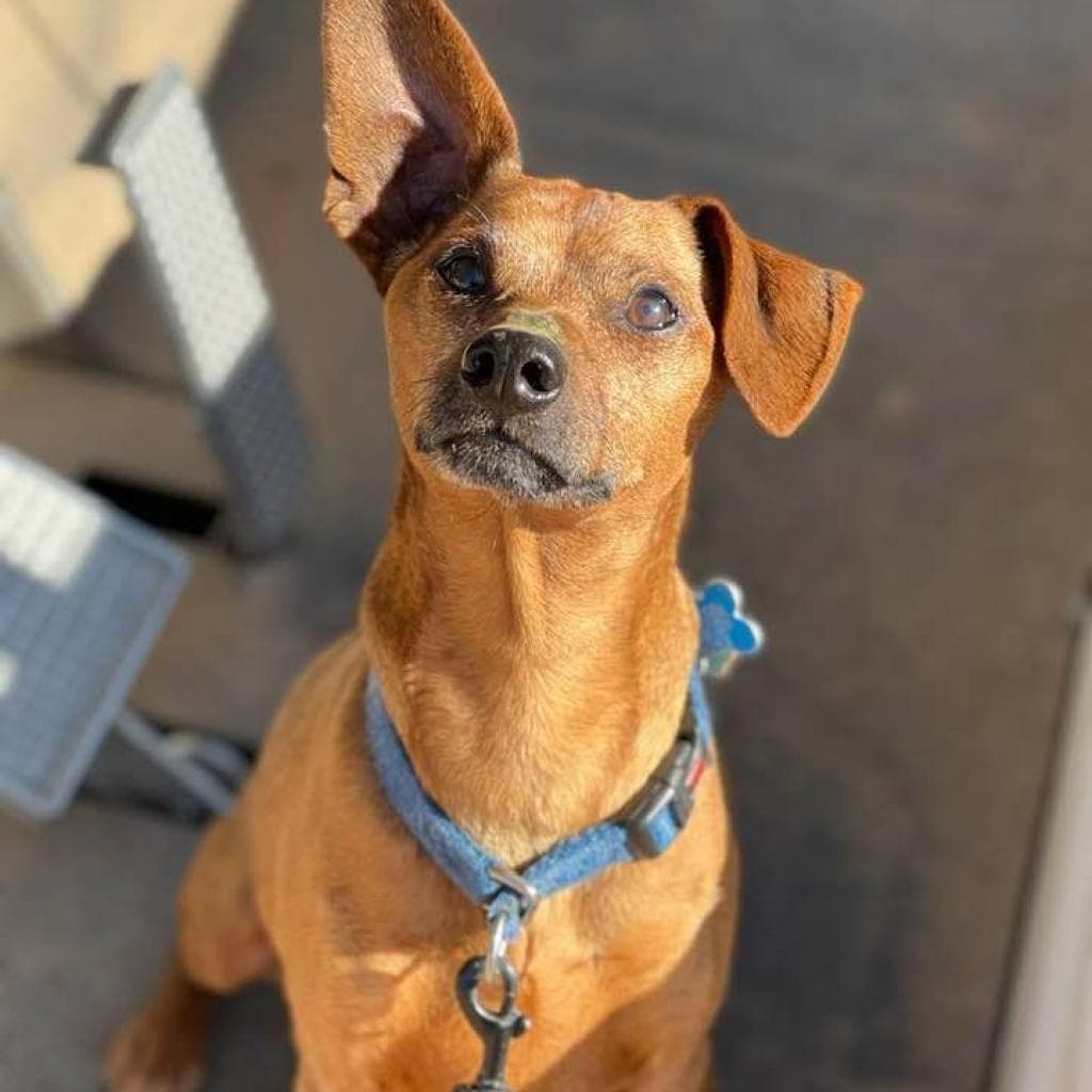 Mort, adoptable senior dog
