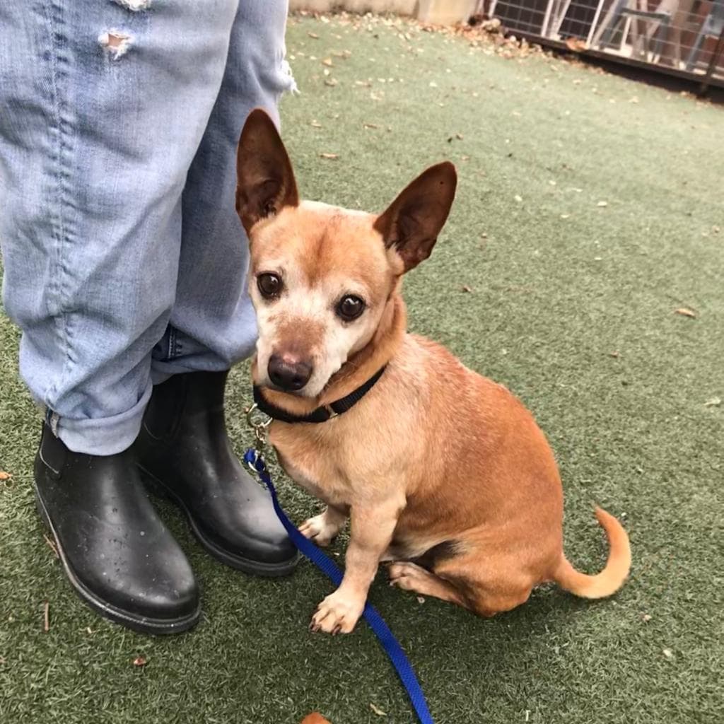 Cosmo, adoptable senior Chihuahua