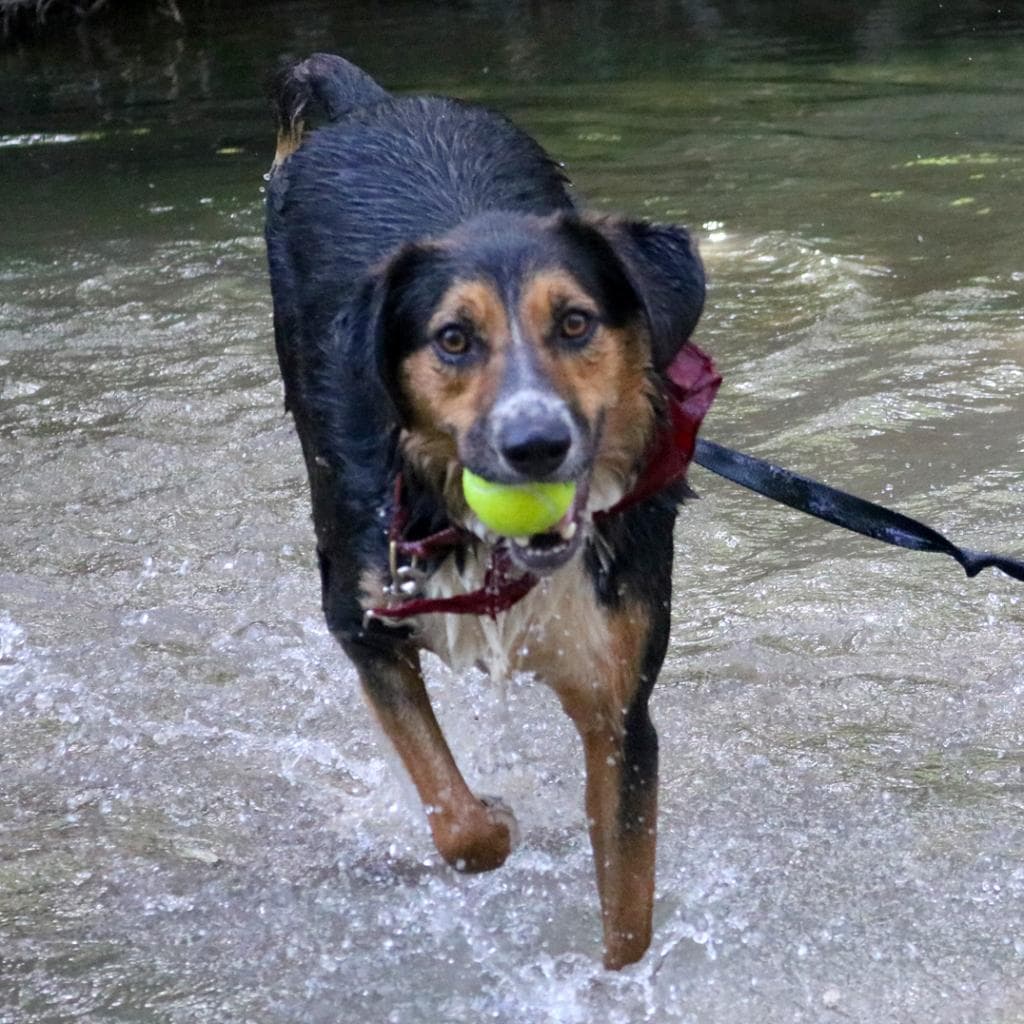 Schroeder, photo 9