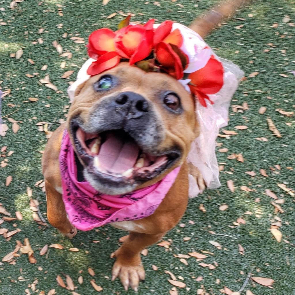 Star, adoptable senior Terrier, American Staffordshire / Mix