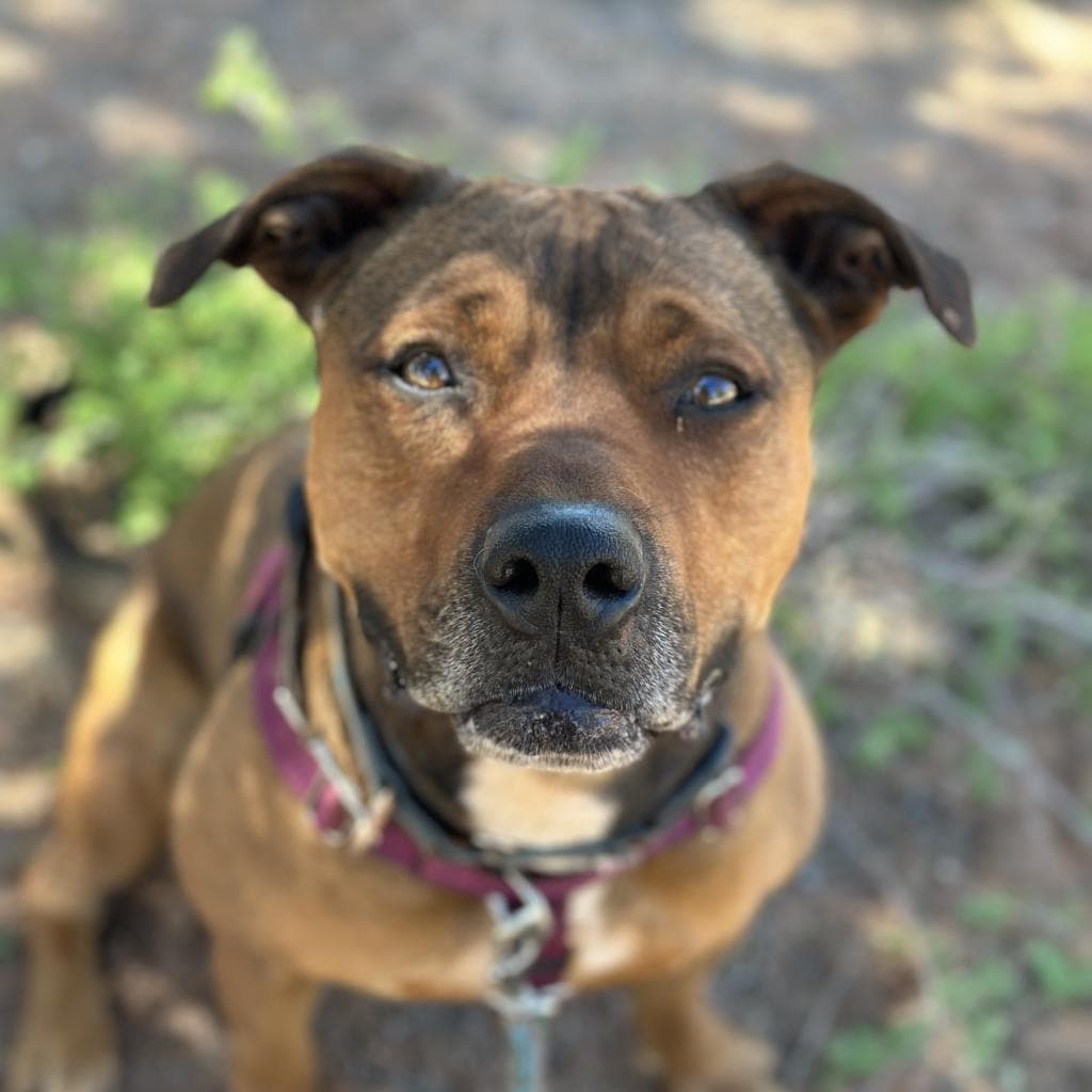 Ember, photo 4