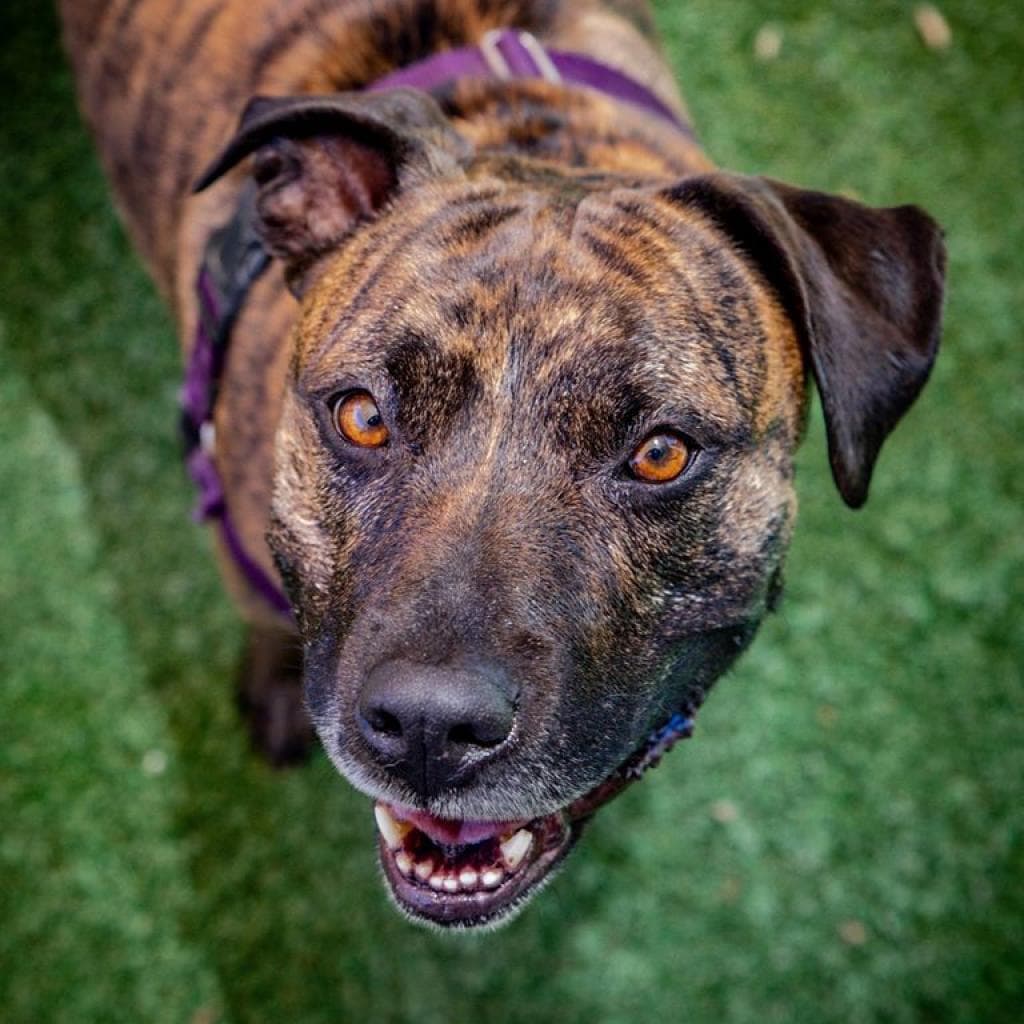 Suki, photo 4