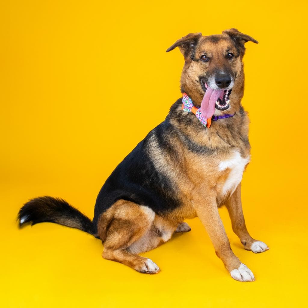Rusty, adoptable senior Shepherd, German in Wilmington, DE