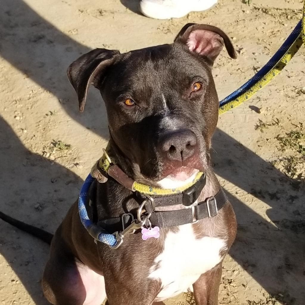 Apollo, photo 11