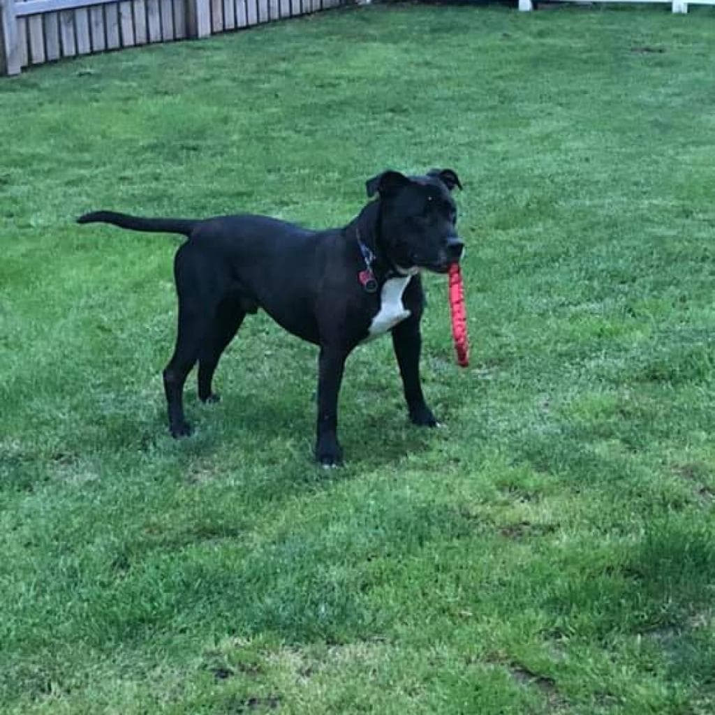 Zeus, photo 5