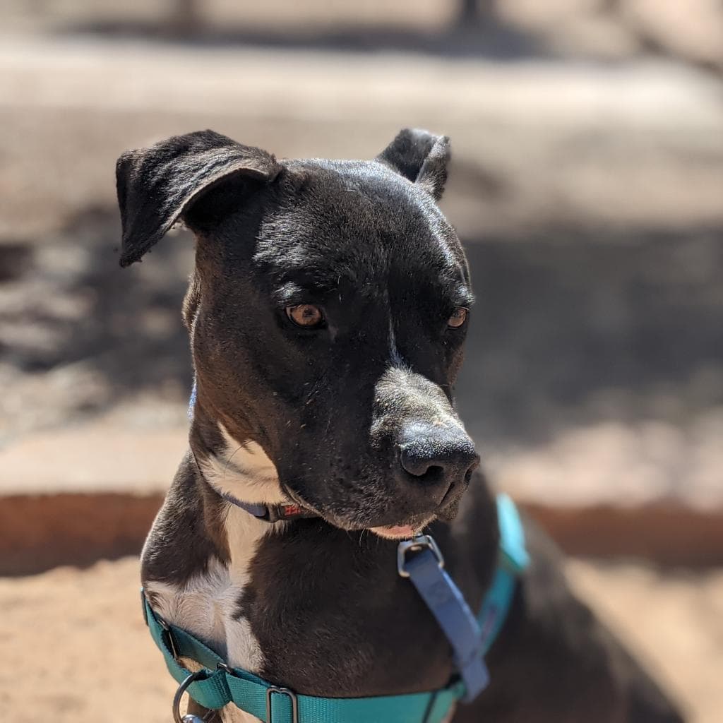 Apollo, photo 8