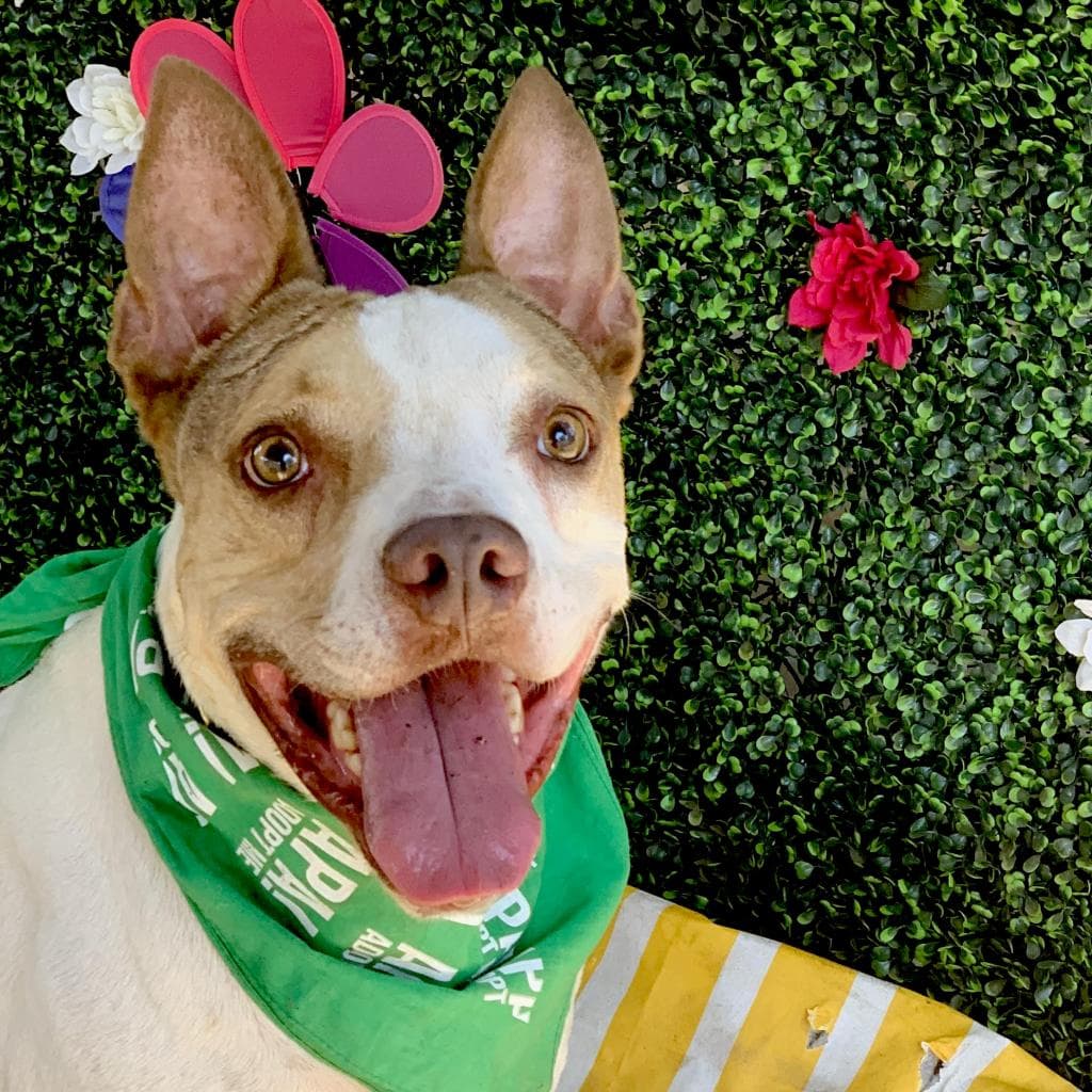 Cash, adoptable senior Pointer / Mix