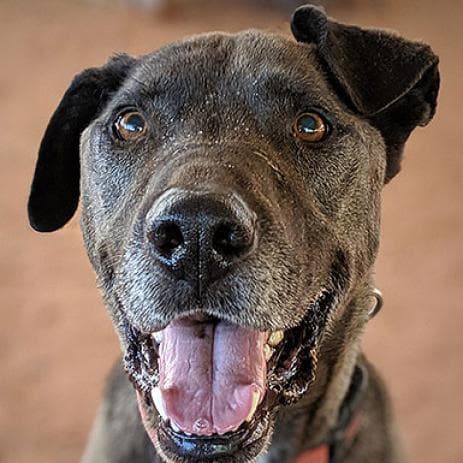 Watts, adoptable senior dog