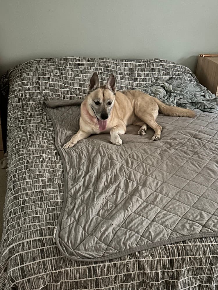 Dakota, adoptable senior dog