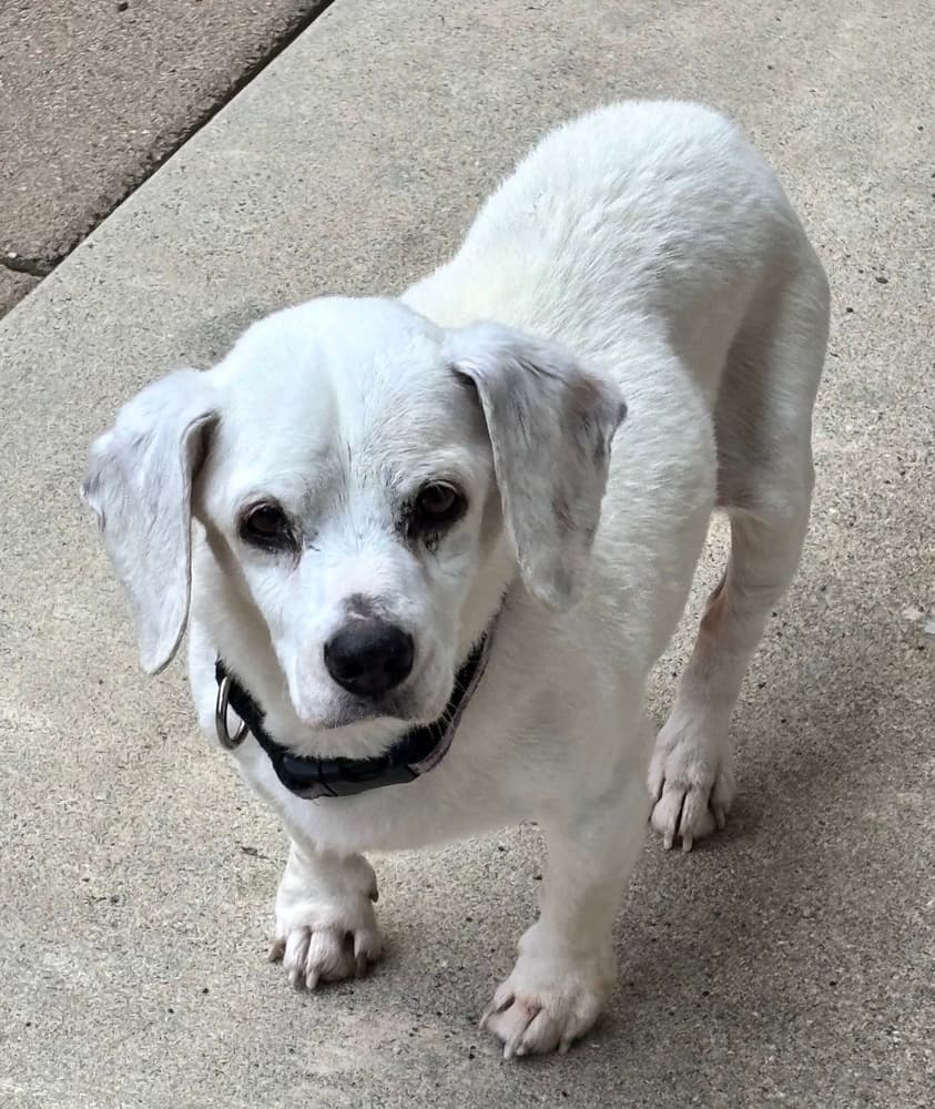 Shiloh, adoptable senior Beagle in Dana Point, CA