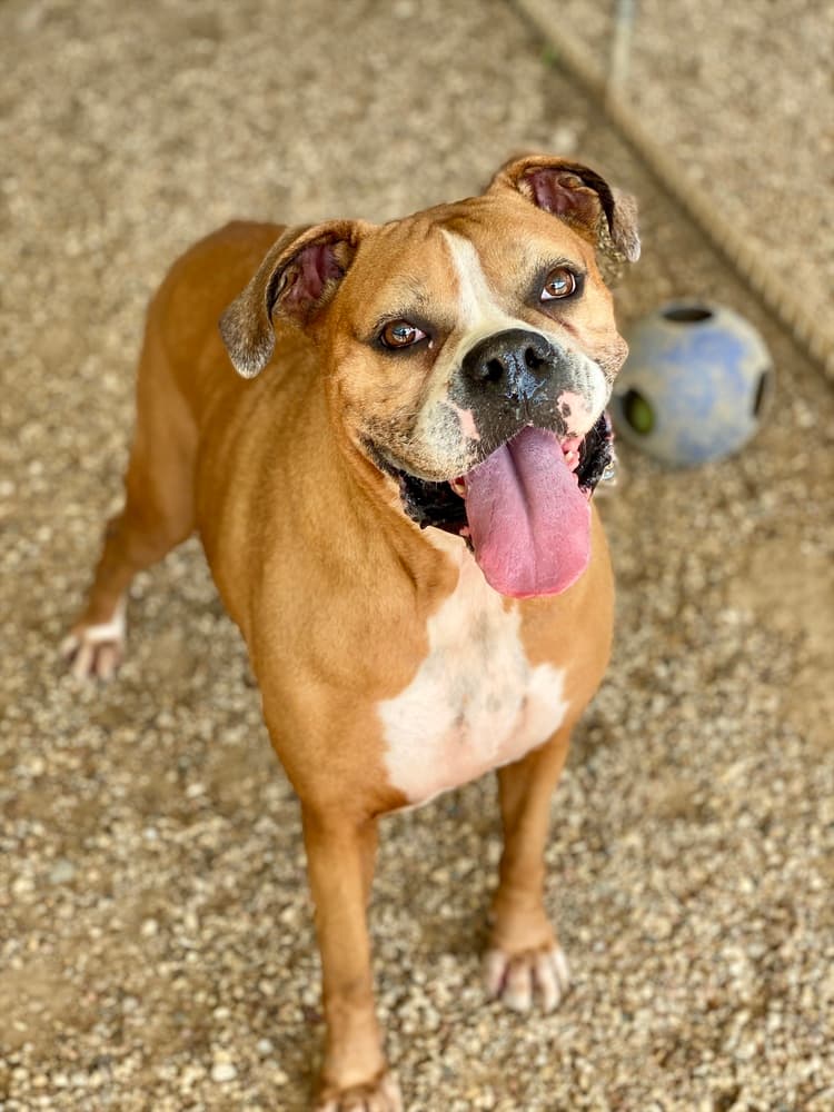 Pepsi, adoptable senior dog
