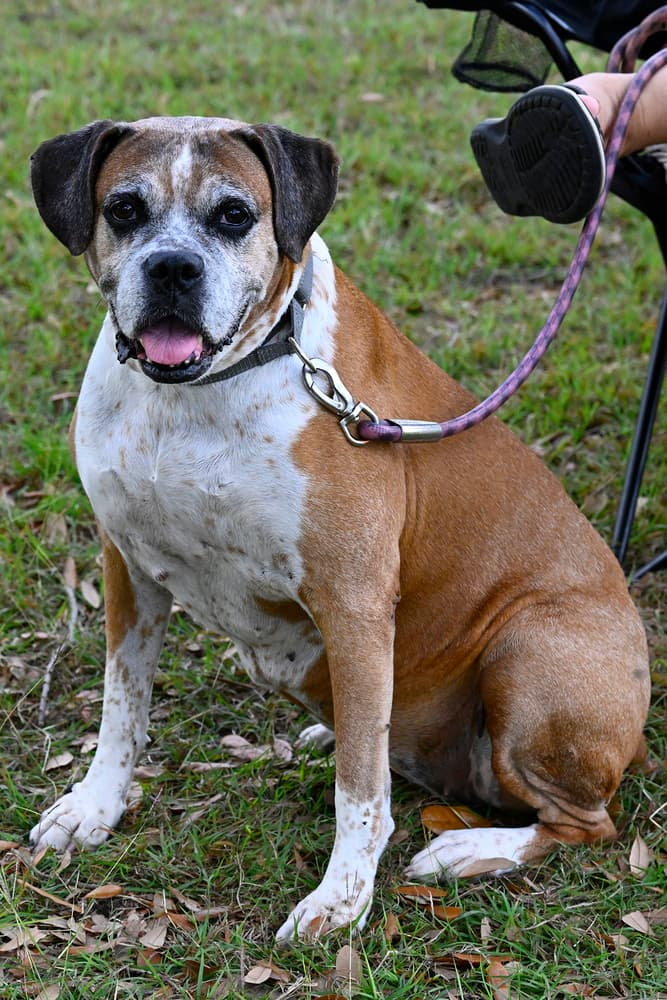 Ebba - Silver Heart, adoptable senior dog