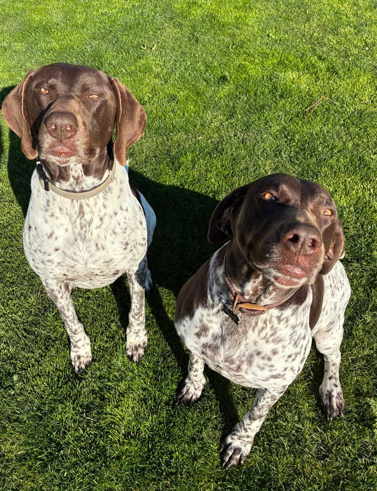 Thor & Ellie, photo 3